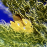 Asian citrus psyllid eggs